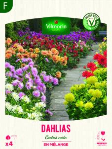 Dahlia Cactus nain en Mélange (x4)